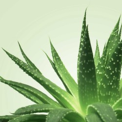 Gel de Massage Nuru Aloe vera 150 ml Mixgliss NÜ