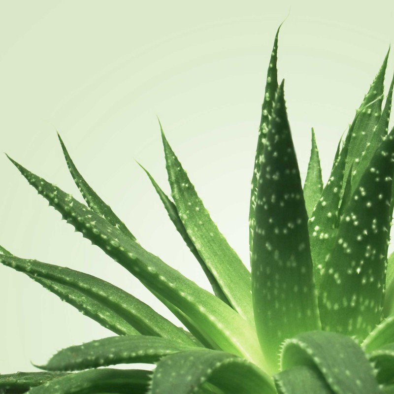 Gel de Massage Nuru Aloe vera 150 ml Mixgliss NÜ